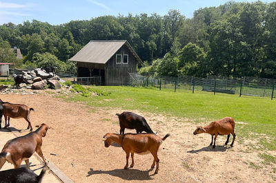Wildpark Völlinghausen