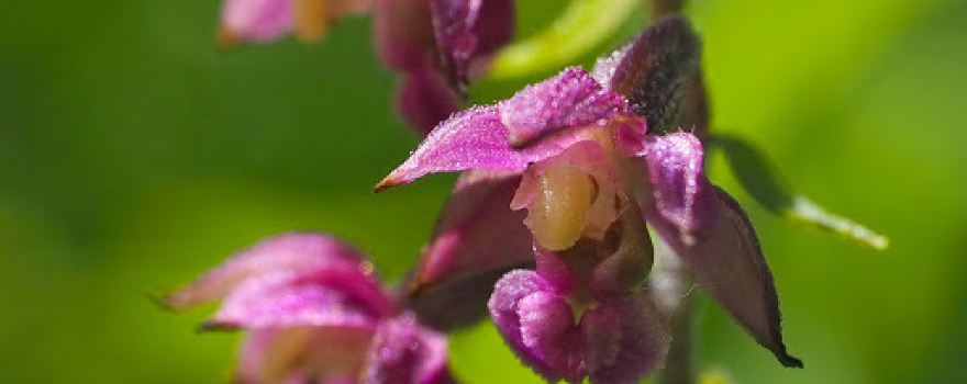 Orchideenwiese Burgberg