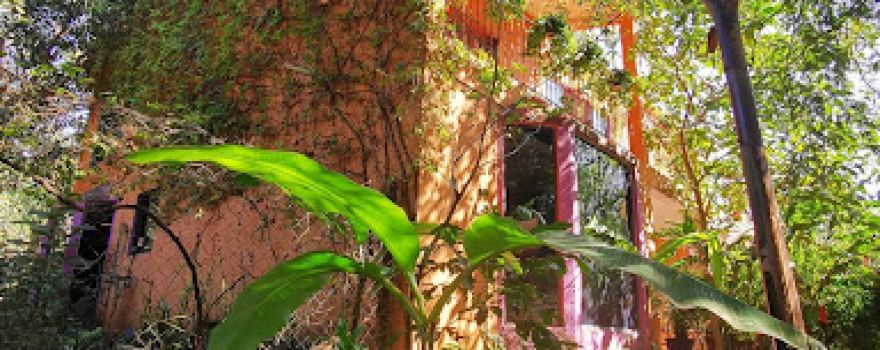 A living museum of Malinalco, Malinalco Critters