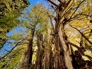 Giant Ginkgo Tree in Kitakanegasawa