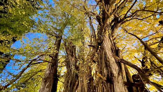 Giant Ginkgo Tree in Kitakanegasawa
