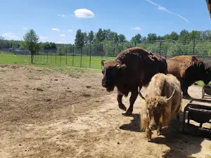 Podmoskovnyy Safari-Park