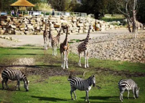 Dublin Zoo