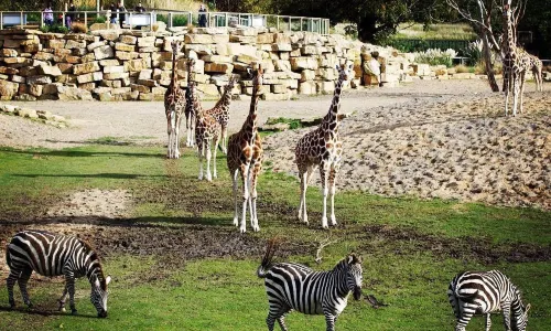 Dublin Zoo
