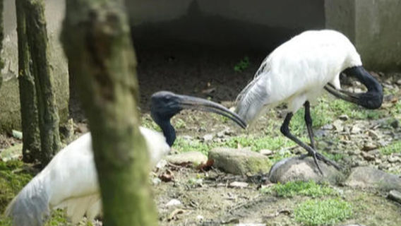bin hai gong yuan - bin hai xian dong wu yuan