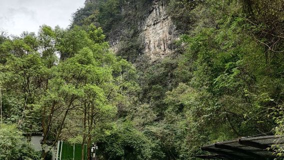 Ginkgo Tree Waterfall