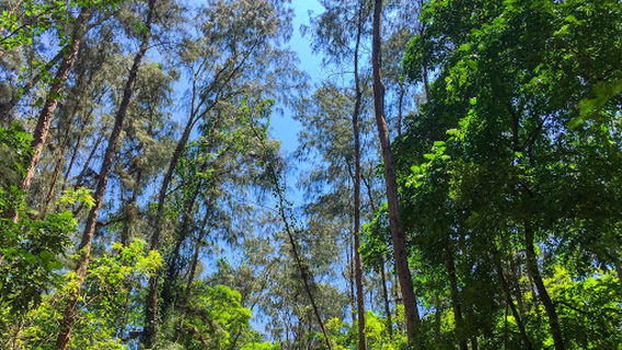 Haller Park - Butterfly Pavilion
