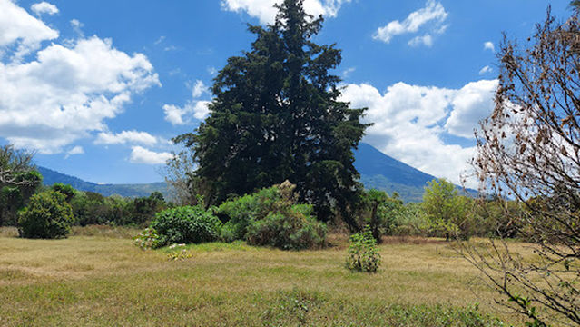 Finca el Ahuehuete