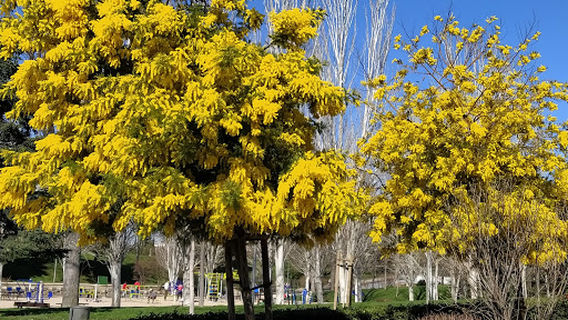 Solidaridad Park