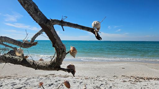 Shell Key Preserve