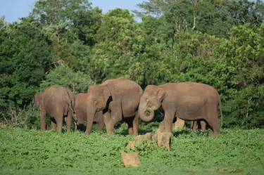 Kabini River