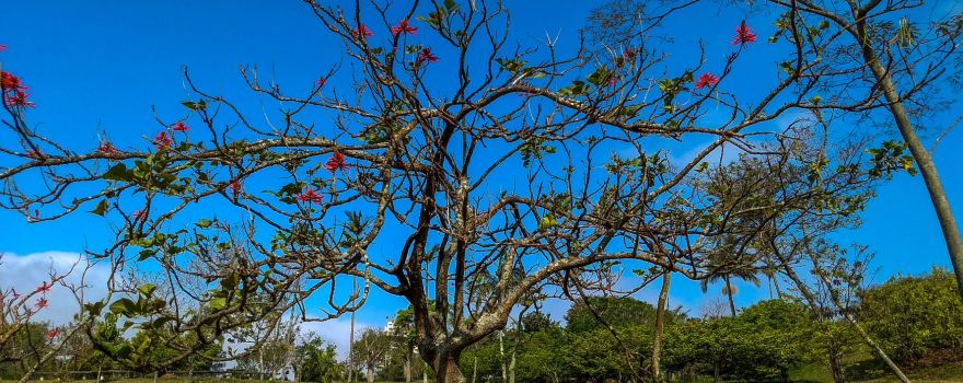 Parque Central Santo Andre