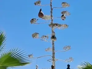 Gümbet Beach