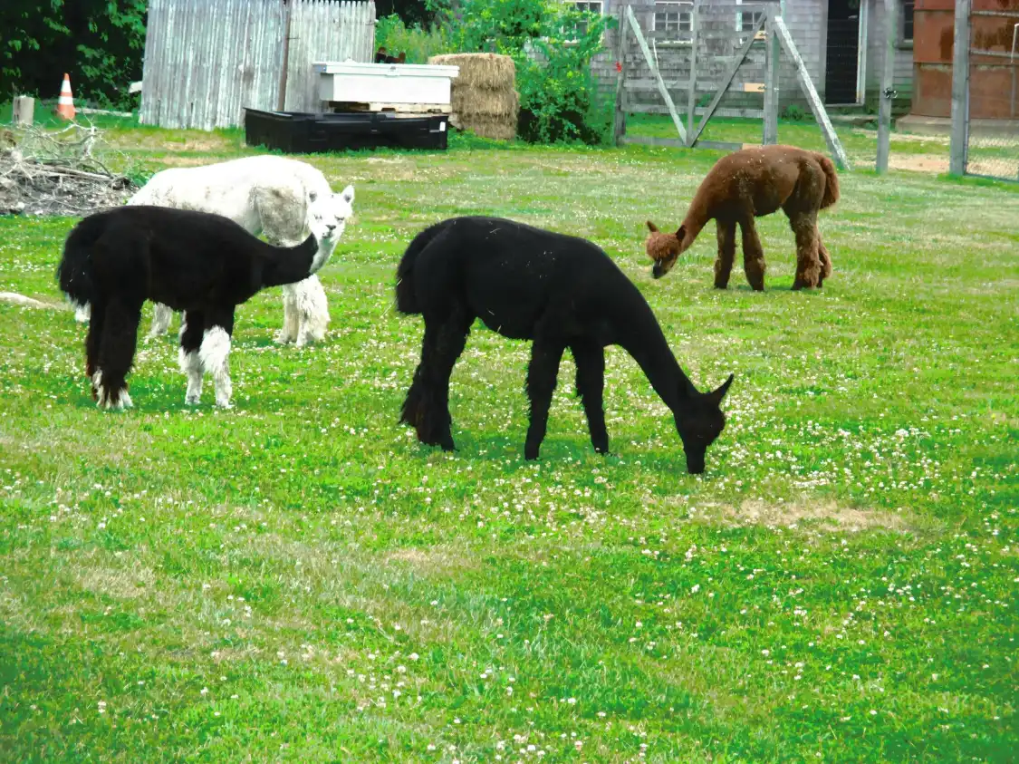Hotels in der Nähe von Cornell Farm