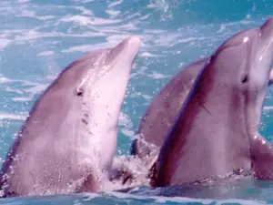 Dolphin Docks