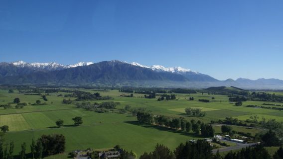 Wings Over Whales | Kaikoura Whale Watching