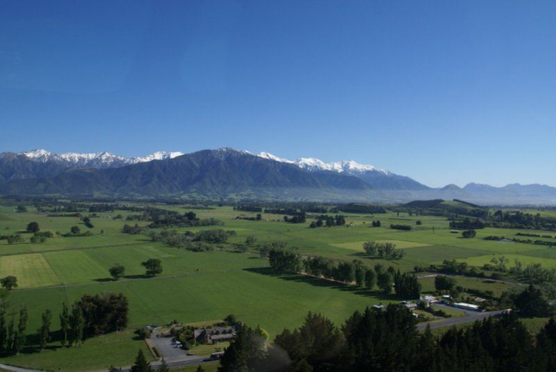 Wings Over Whales | Kaikoura Whale Watching