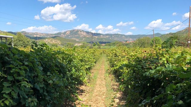 OLYMPIA LAND WINERY - ΚΤΉΜΑ ΟΛΎΜΠΙΑ ΓΗ