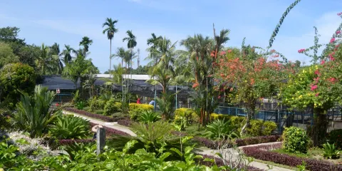 山打根鱷魚養殖場