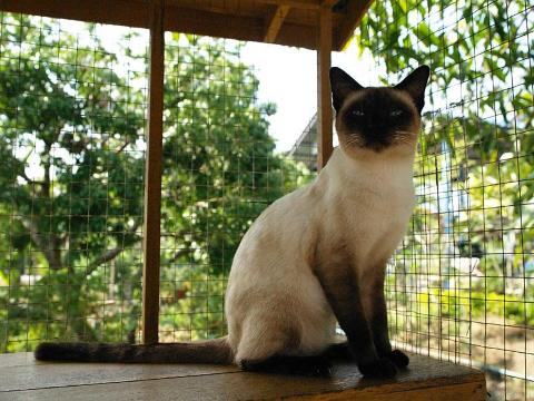 ศูนย์อนุรักษ์แมวไทยโบราณ (บ้านแมวไทย)