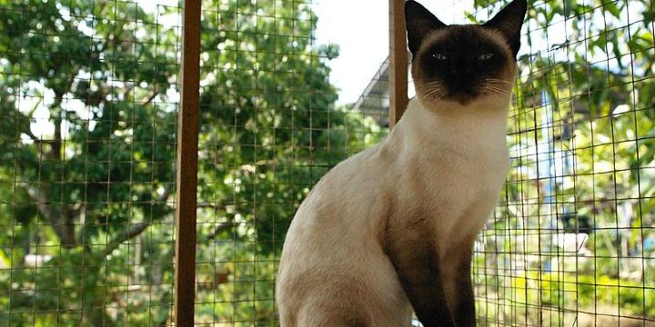Ancient Thai Cat Conservation Center (Thai Cat House)