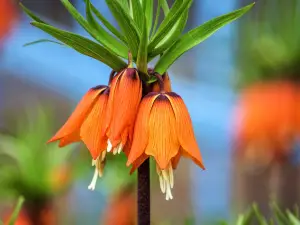 Botanical Garden