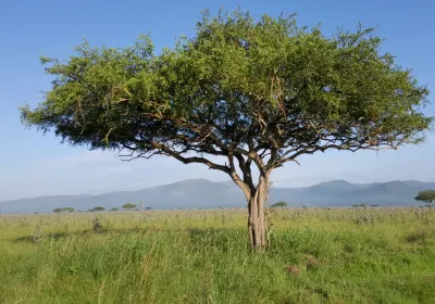 Kisii County