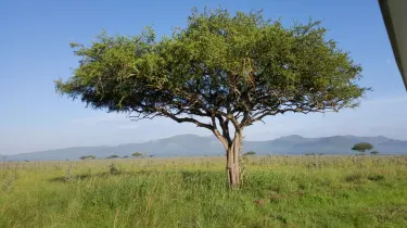 Kisii township