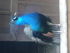 Walding Zoo
