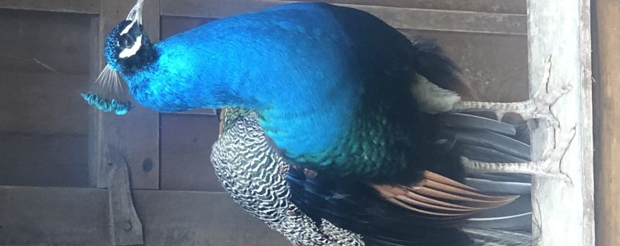 Walding Zoo