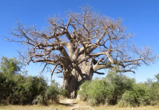 Mahango Game Reserve