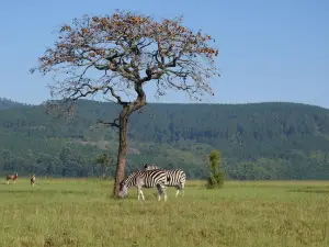 Mlilwane Game Sanctuary