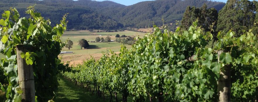 Leven Valley Vineyard