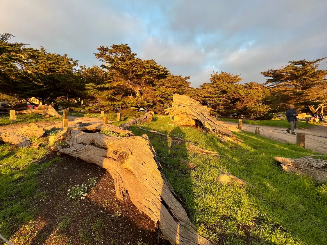 Hotels near Ghost Tree