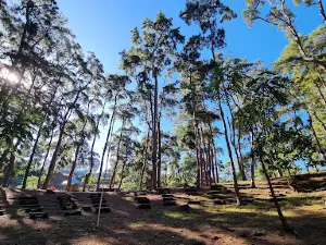 Wisata Hutan Pinus Rombeng