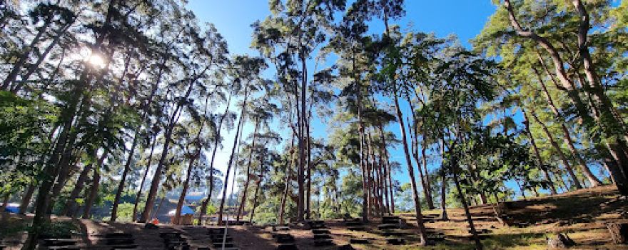 Wisata Hutan Pinus Rombeng