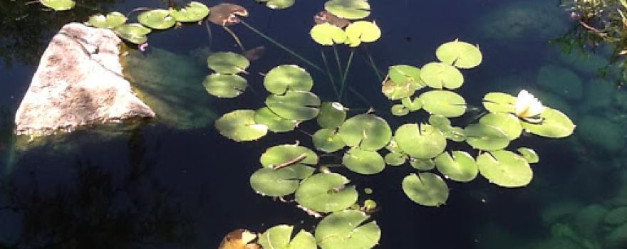 Natural Ponds & Gardens