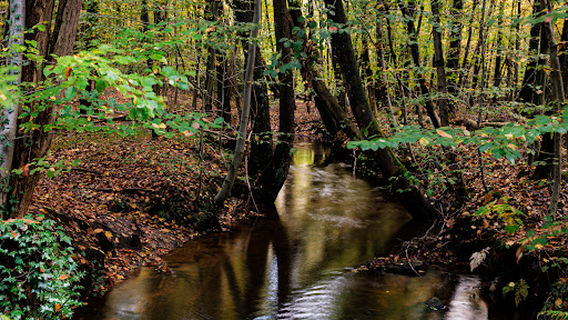 N.D. Forstamtseiche Hasbruch