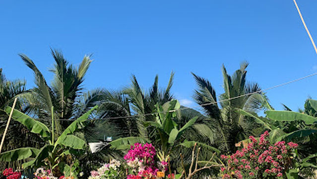 Vườn Sâm Tấn Tường