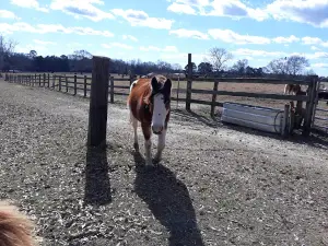 Sleepy Hollow Haunted Farm