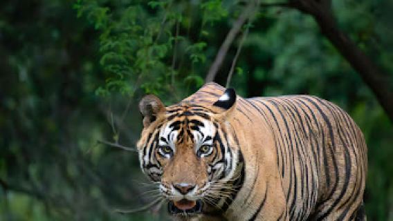 RANTHAMBORE NATIONAL PARK