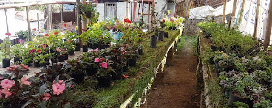 El Encanto de Dapa