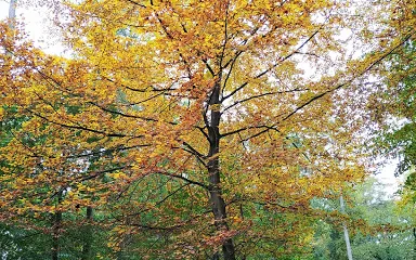 Neuklosterholz