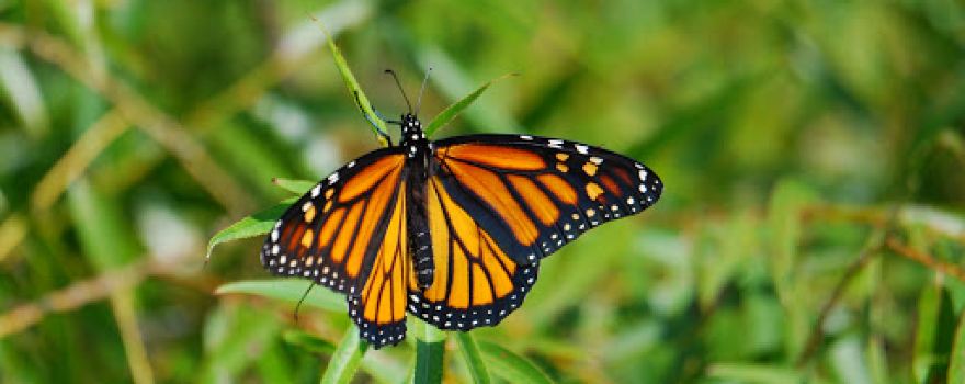 Shawangunk Grasslands National Wildlife Refuge