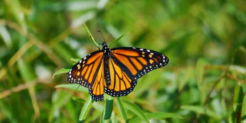 Shawangunk Grasslands National Wildlife Refuge