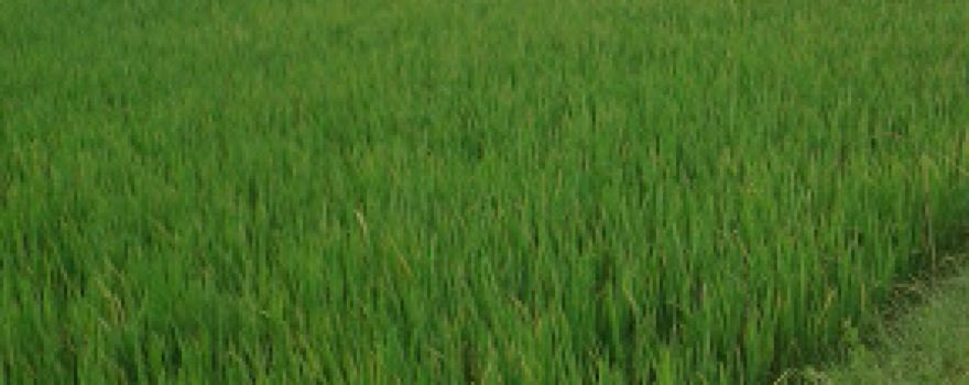Sân Vận động xã Nghi Long