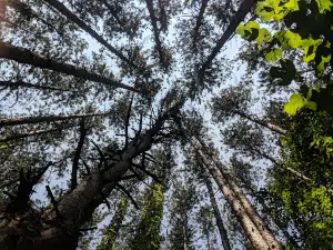 Great Bear Recreational Trails
