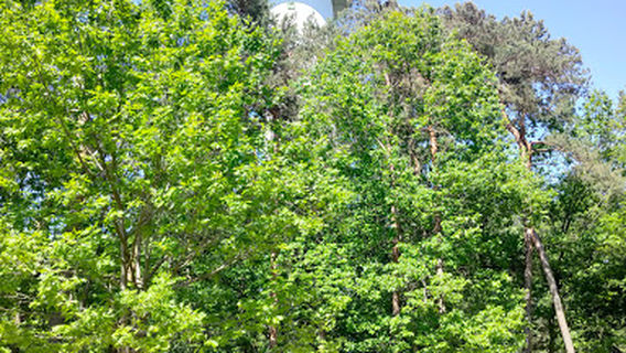 Natuurspeeltuin