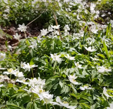 Ekeby ekhage naturreservat