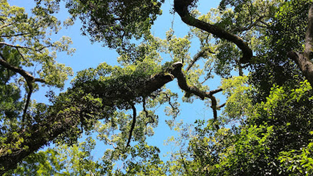 Omizu Shrine Kusunoki Camphor Tree